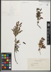 Foto von Salix purpurea L. x Salix repens L.